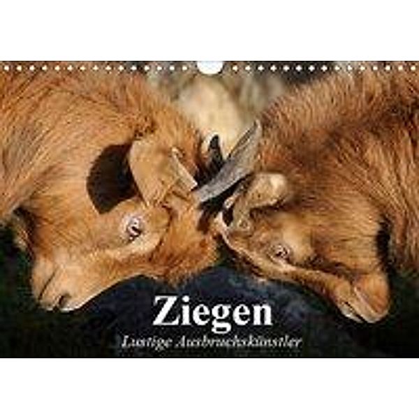 Ziegen. Lustige Ausbruchskünstler (Wandkalender 2019 DIN A4 quer), Elisabeth Stanzer
