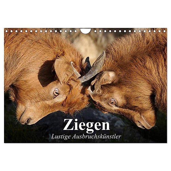 Ziegen. Lustige Ausbruchskünstler (Wandkalender 2024 DIN A4 quer), CALVENDO Monatskalender, Elisabeth Stanzer
