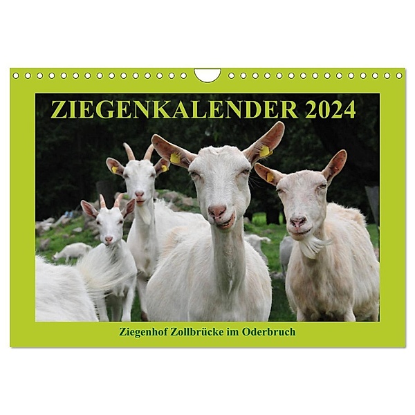 Ziegenkalender 2024 (Wandkalender 2024 DIN A4 quer), CALVENDO Monatskalender, Antje Püpke