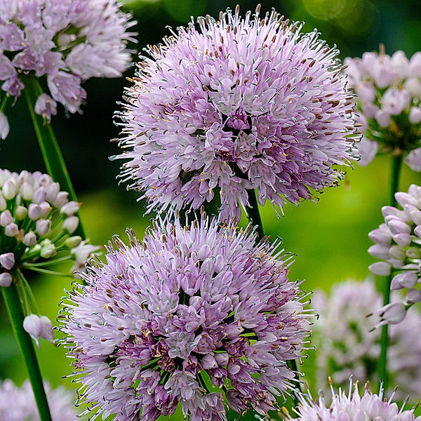 Zierlauch Summer Beauty