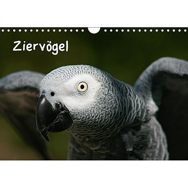 Ziervögel (Wandkalender 2017 DIN A4 quer), Antje Lindert-Rottke
