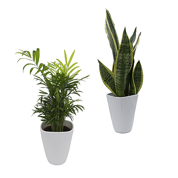 Zimmerpflanzen-Duo, Zimmerpalme+Sanseveria, Dekotopf, weiß