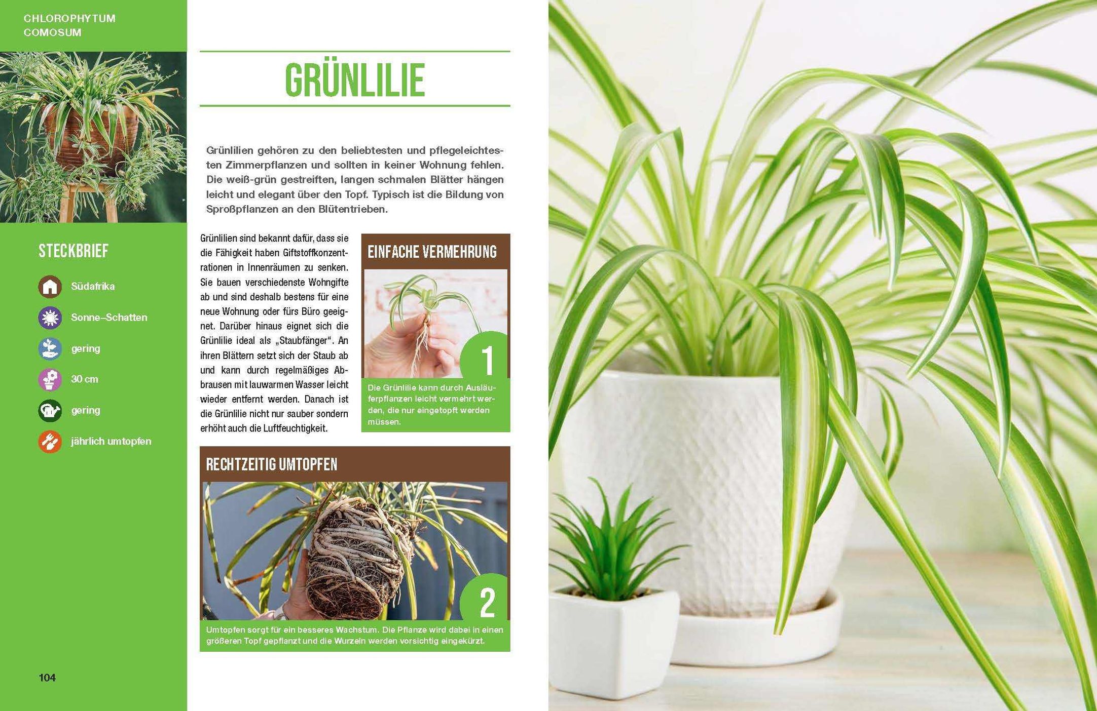 Zimmerpflanzen für ein gutes Raumklima - Gärtner Pötschke Edition  Weltbild-Ausgabe versandkostenfrei