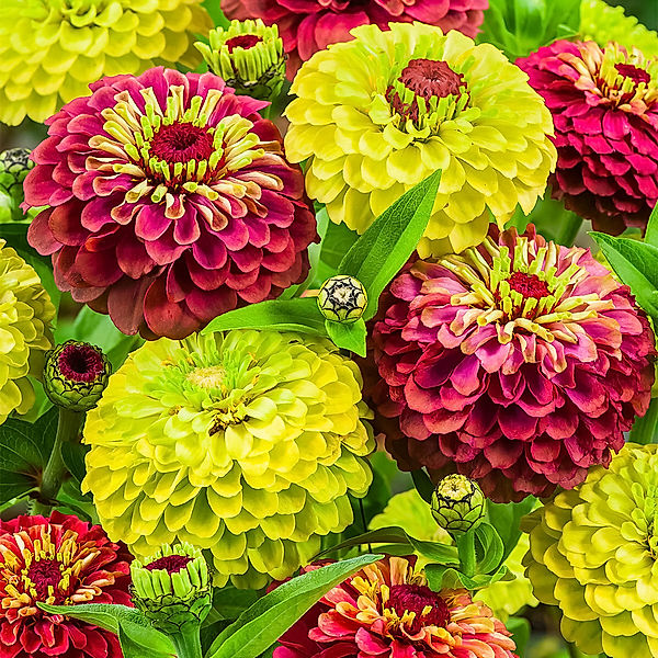 Zinniensamen Queen Lime-Mischung