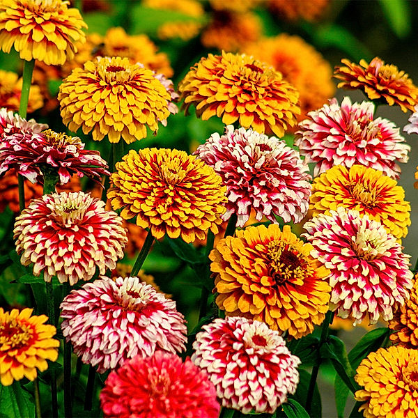 Zinniensamen Salsiando-Mischung