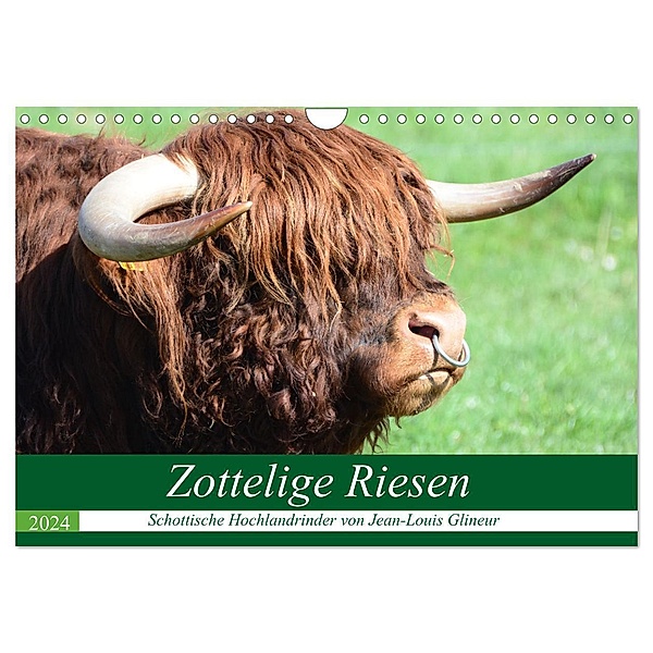 Zottelige Riesen - Schottische Hochlandrinder (Wandkalender 2024 DIN A4 quer), CALVENDO Monatskalender, Jean-Louis Glineur