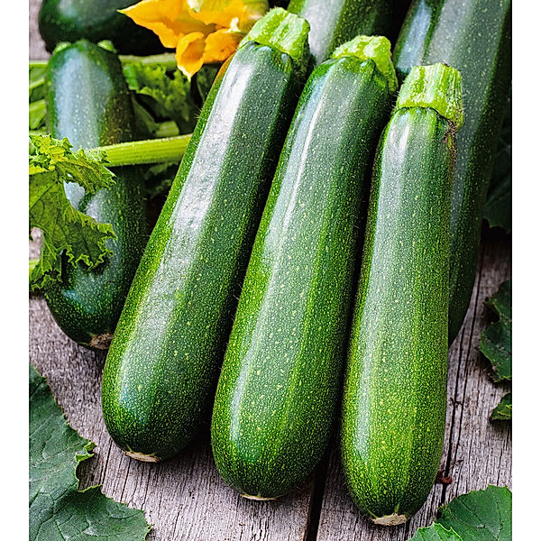 Zucchinipflanze, grün