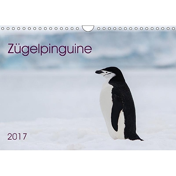 Zügelpinguine (Wandkalender 2017 DIN A4 quer), Anna-Barbara Utelli