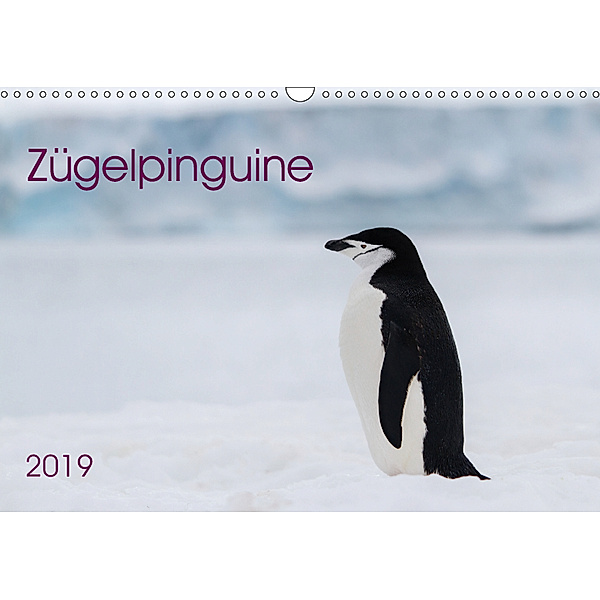 Zügelpinguine (Wandkalender 2019 DIN A3 quer), Anna-Barbara Utelli