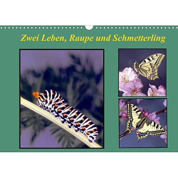 Zwei Leben, Raupe und Schmetterling (Wandkalender 2022 DIN A3 quer), lothar reupert