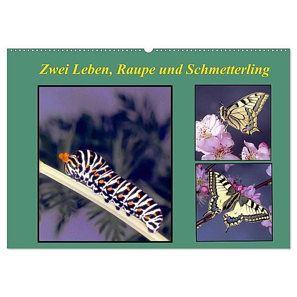 Zwei Leben, Raupe und Schmetterling (Wandkalender 2024 DIN A2 quer), CALVENDO Monatskalender, lothar reupert