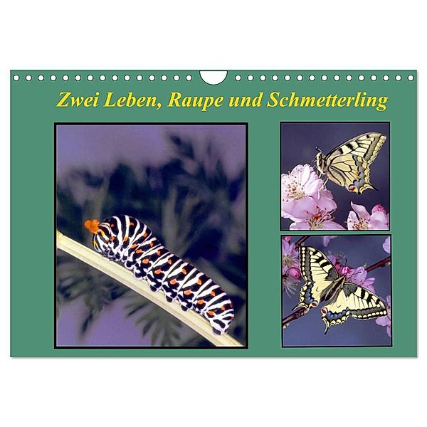 Zwei Leben, Raupe und Schmetterling (Wandkalender 2025 DIN A4 quer), CALVENDO Monatskalender, Calvendo, lothar reupert