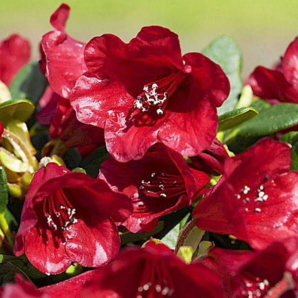 Zwerg-Rhododendron Lilly Bell Love