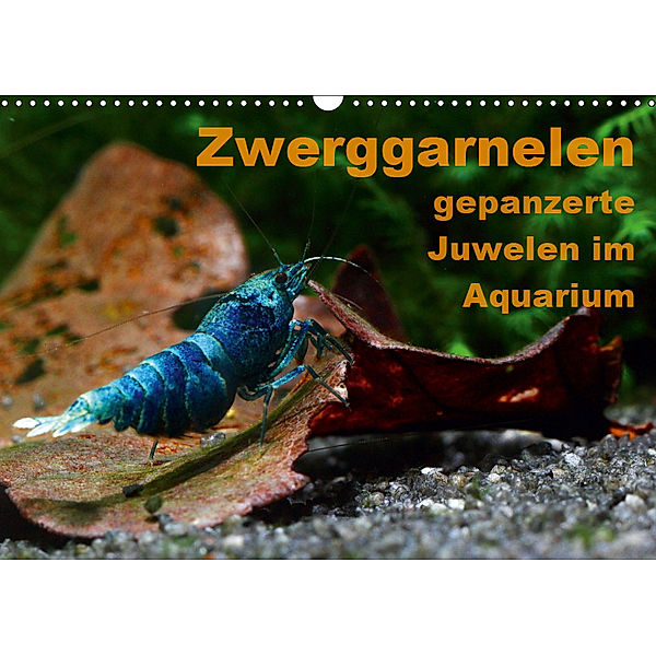 Zwerggarnelen - gepanzerte Juwelen im Aquarium (Wandkalender 2019 DIN A3 quer), Florian Franzmann