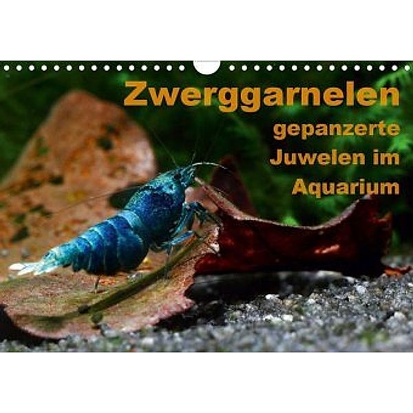 Zwerggarnelen - gepanzerte Juwelen im Aquarium (Wandkalender 2020 DIN A4 quer), Florian Franzmann