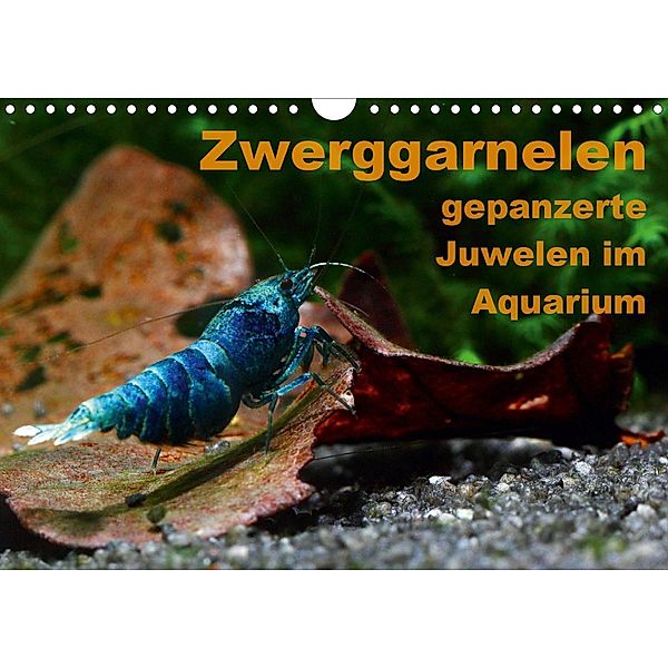 Zwerggarnelen - gepanzerte Juwelen im Aquarium (Wandkalender 2021 DIN A4 quer), Florian Franzmann