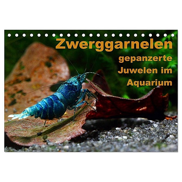 Zwerggarnelen - gepanzerte Juwelen im Aquarium (Tischkalender 2024 DIN A5 quer), CALVENDO Monatskalender, Florian Franzmann