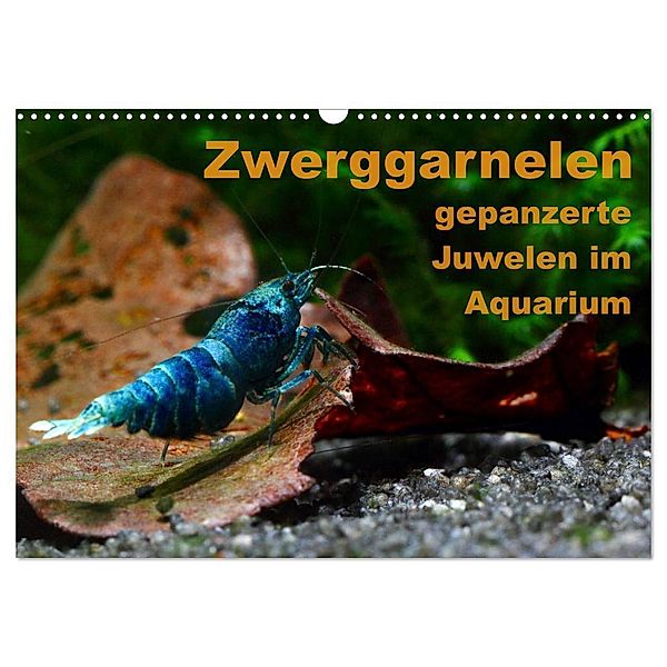 Zwerggarnelen - gepanzerte Juwelen im Aquarium (Wandkalender 2024 DIN A3 quer), CALVENDO Monatskalender, Florian Franzmann