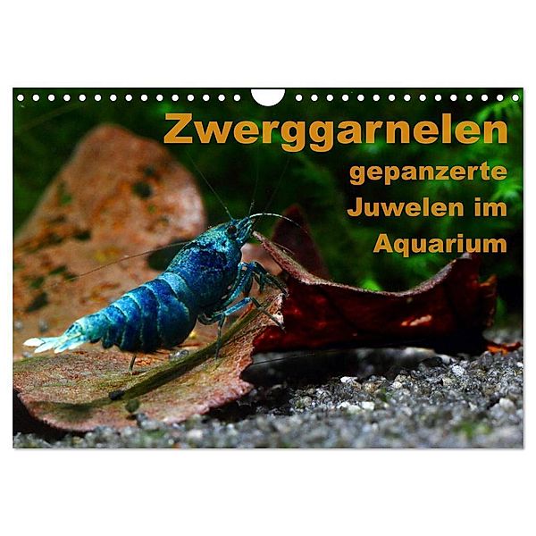 Zwerggarnelen - gepanzerte Juwelen im Aquarium (Wandkalender 2025 DIN A4 quer), CALVENDO Monatskalender, Calvendo, Florian Franzmann