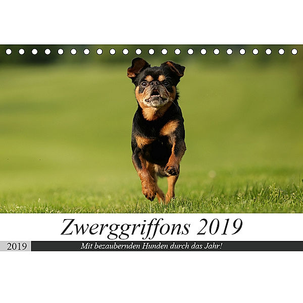 Zwerggriffons 2019 (Tischkalender 2019 DIN A5 quer), Angelika Witt - Schomber