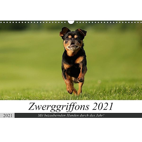 Zwerggriffons 2021 (Wandkalender 2021 DIN A3 quer), Angelika Witt - Schomber