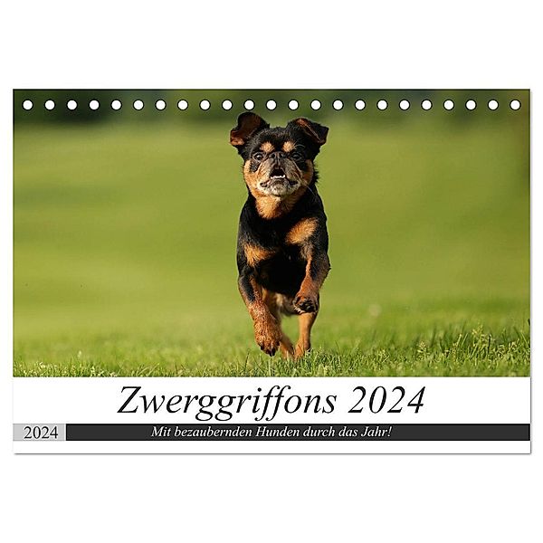 Zwerggriffons 2024 (Tischkalender 2024 DIN A5 quer), CALVENDO Monatskalender, Angelika Witt - Schomber