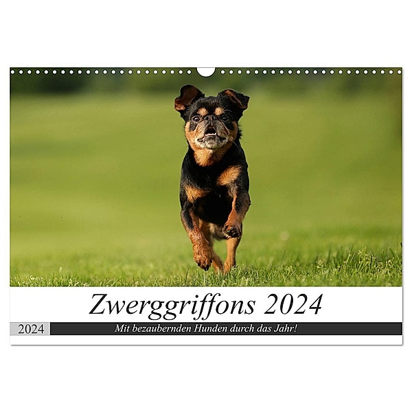 Zwerggriffons 2024 (Wandkalender 2024 DIN A3 quer), CALVENDO Monatskalender, Angelika Witt - Schomber