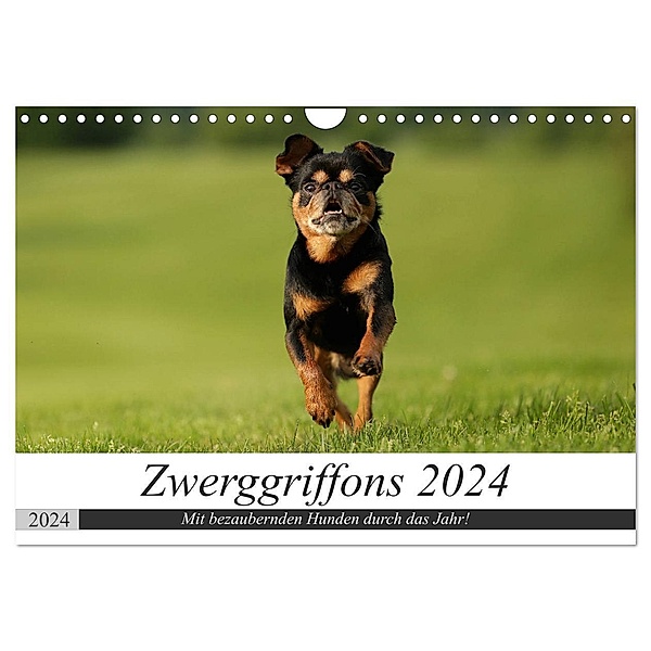 Zwerggriffons 2024 (Wandkalender 2024 DIN A4 quer), CALVENDO Monatskalender, Angelika Witt - Schomber