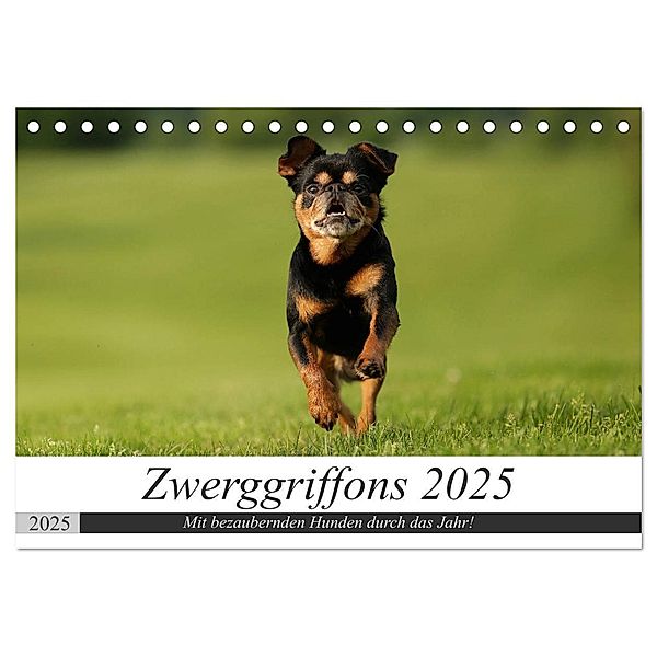 Zwerggriffons 2025 (Tischkalender 2025 DIN A5 quer), CALVENDO Monatskalender, Calvendo, Angelika Witt - Schomber