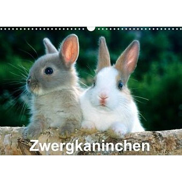 Zwergkaninchen (Wandkalender 2022 DIN A3 quer), McPHOTO