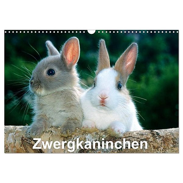 Zwergkaninchen (Wandkalender 2024 DIN A3 quer), CALVENDO Monatskalender, McPHOTO