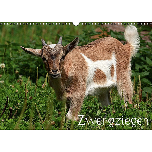 Zwergziegen (Wandkalender 2019 DIN A3 quer), Arno Klatt