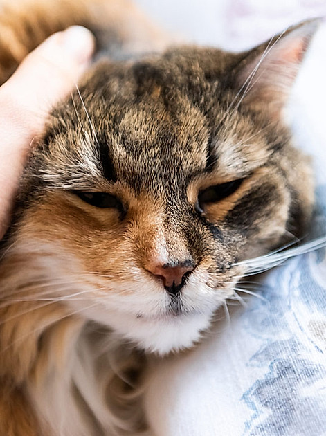 Katzen sind wie Medizin: Warum die Samtpfötchen wie Therapeuten wirken