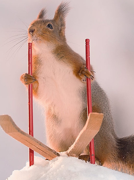Geschenkbuch "Weihnachten bei den Eichhörnchen" - Eichhörnchen fährt Ski