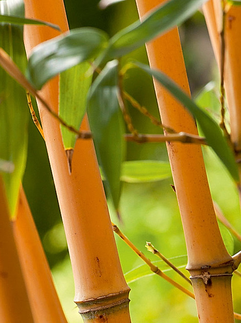 Bambus - Der umweltfreundliche und vielseitige Exot in unseren Gärten