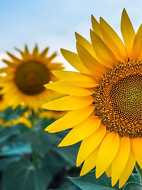 Sonnenblumen-Zauber zeigt, dass gelb Bedeutung für uns hat