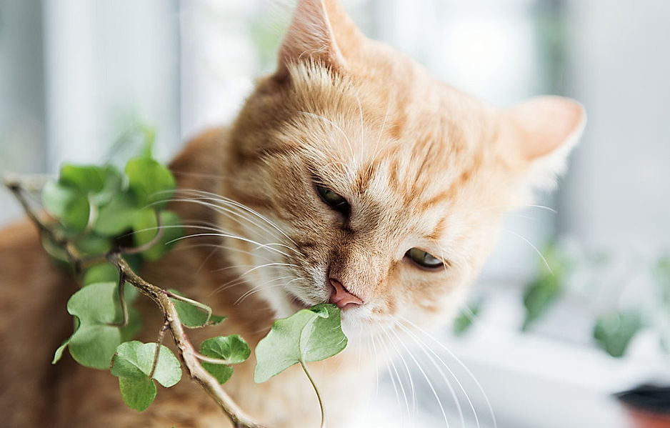 Vorsicht, giftige Pflanzen für Katzen | Weltbild.de
