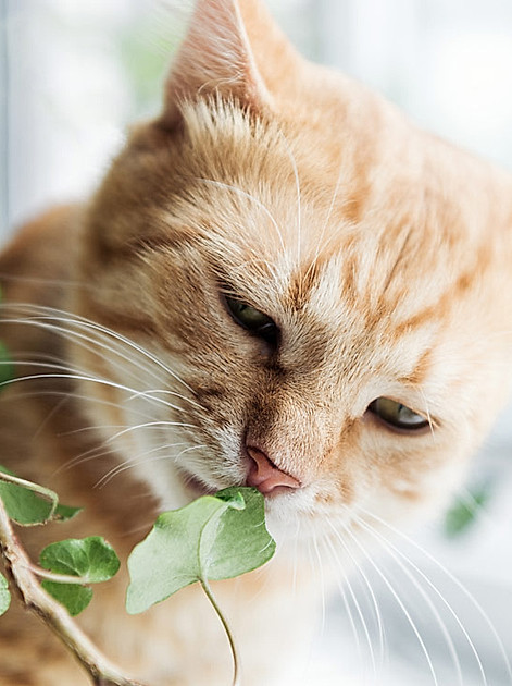 Lecker, aber Achtung - es gibt viele giftige Pflanzen für Katzen