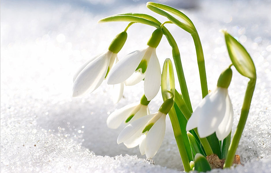 Schneeglöckchen - Blütenkranz | Weltbild.de