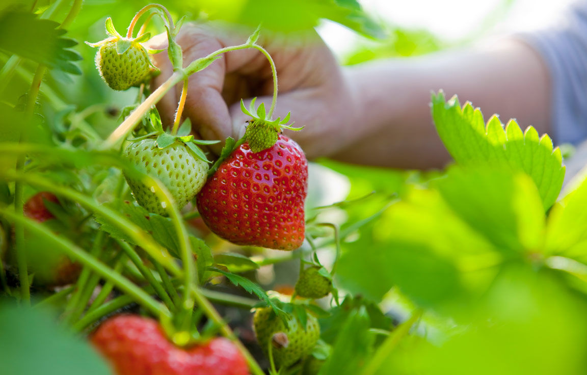 Erdbeere: gesund und lecker. Mit Rezept | Weltbild.de