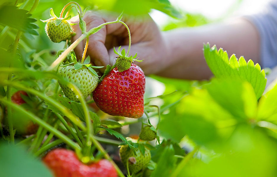 Wann ist Erdbeerzeit? | Weltbild.de