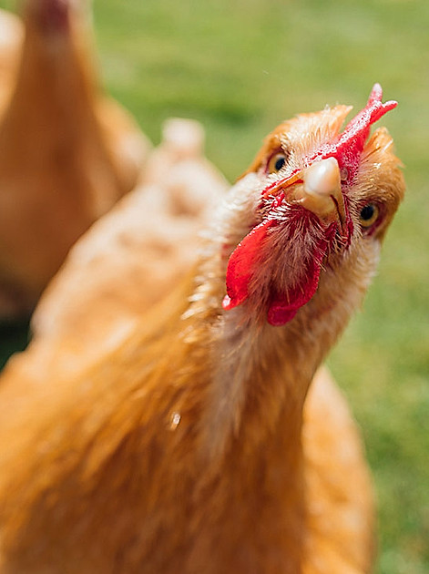 Tipps zum Hühnerstall bauen und mehr
