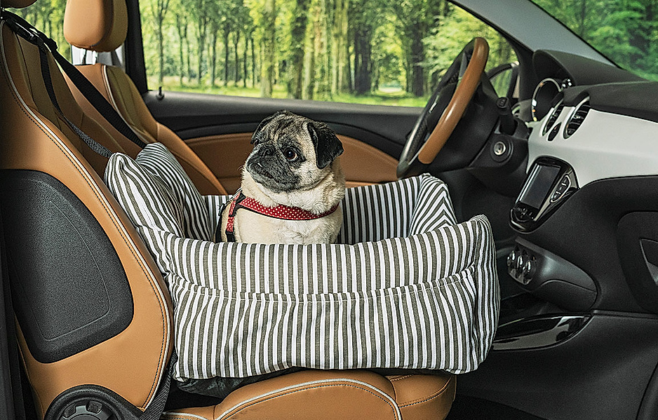 Im Auto soll ihr Vierbeiner sicher sein - als Belohnung: Hundeleckerlis selber machen
