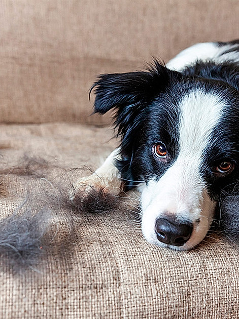 Kann lästig sein: Hundehaare entfernen
